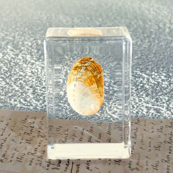 Conch 09