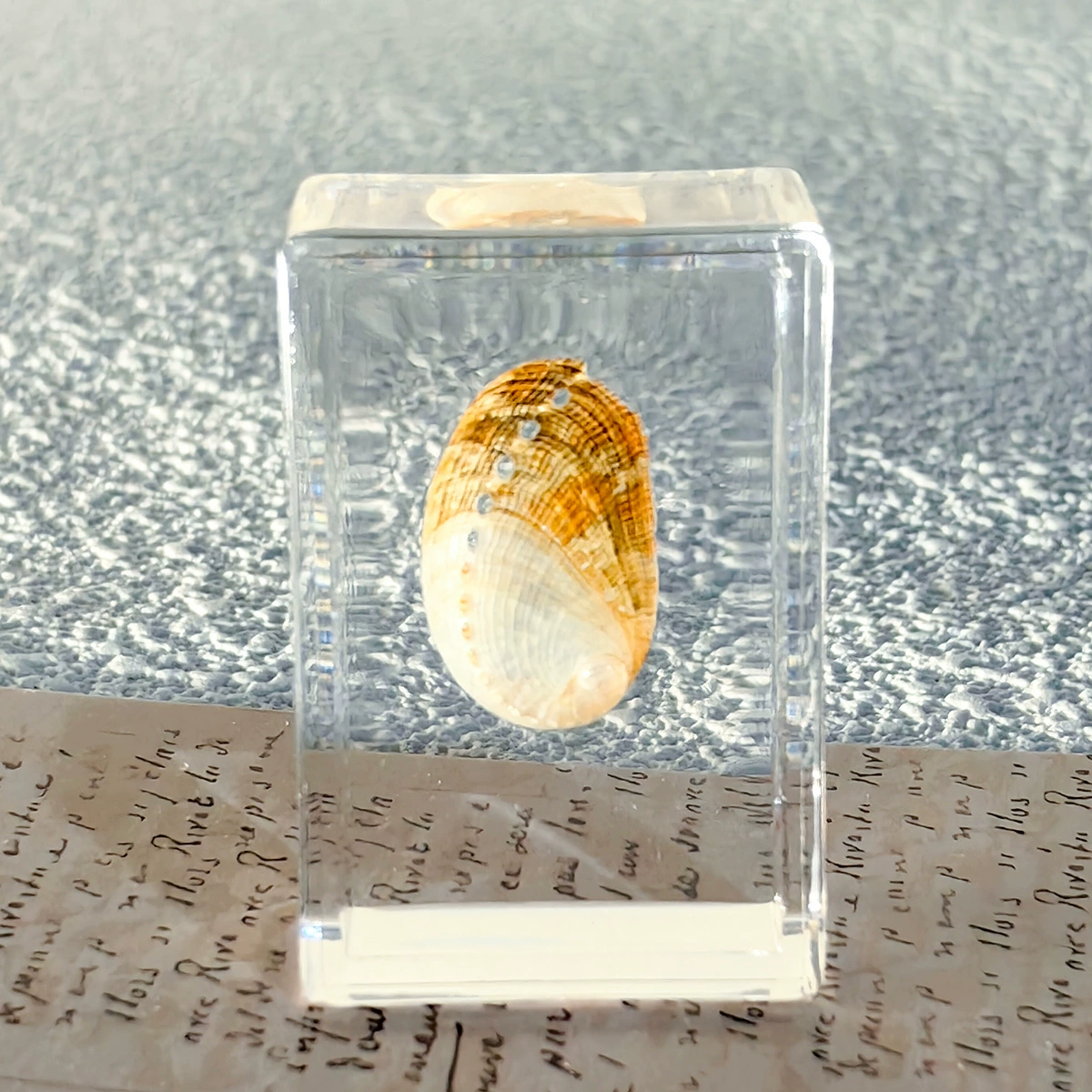 Настоящий образец насекомого в смоле, прозрачная кристальная клей Amber, скорпион, паук, трахинядий кроссовер декоративный