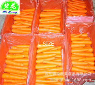 Шаньдун Шугуан Переработка овощной обработки Свежая морковная белая морковная белая капуста на круглый год