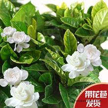 绿植阳台浓香型花苞大树苗带室内四季水培花卉植物好养栀子花盆栽