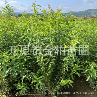 �������~�����չ�ľ�ۻ������յر����ܖ|�����~�������r��֦