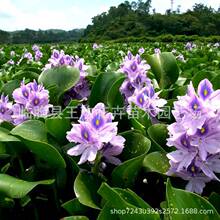 凤眼莲水生植物荷花苗圃基地批发供应睡莲凤眼莲公园湿地绿化植物