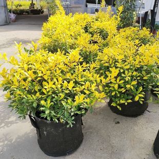 �S���۹��羫Ʒ�S���۹�����@�־G����ľֱ�N���G�Gֲ��ľ����