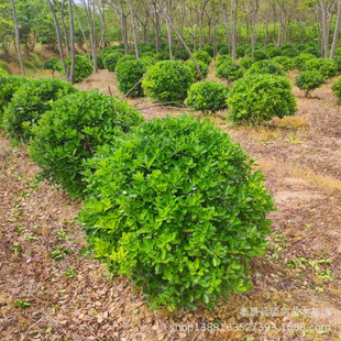 ������ͩ���������� �G����ľҎ��ȫ ���G��ľ��ͩ��؛�F؛����