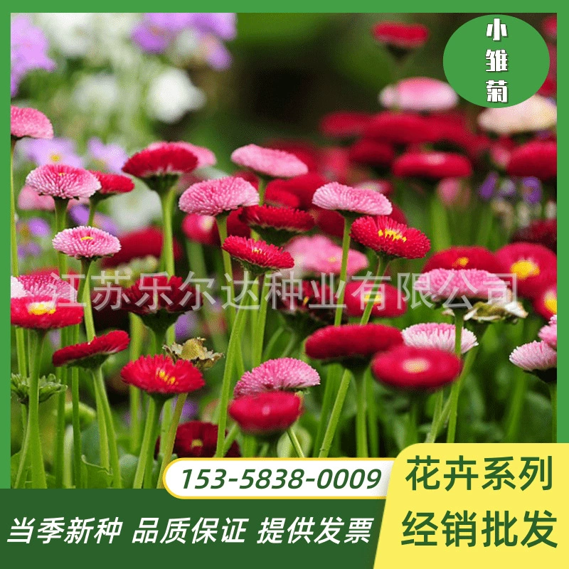 Семена цветов Взрывоопасные горшки Маленькие семена ромашки Четыре сезона Цветение Легкие живые горшечные саженцы Ромашка Внутренний и открытый балкон Двор