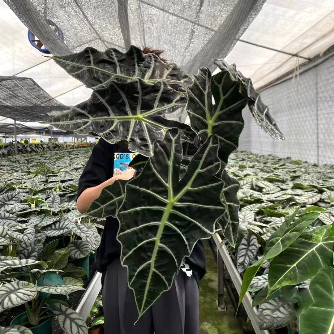 Alokaziya (Alocasia) dibçək bitkisi - dekorativ yaşıl yarpaqlı ev
