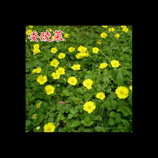 Primula Seeds, Pulsatilla Seeds, Toad Grass Seeds, Courtyard Perennial Landscape Ground Cover Plants, Cold-Resistant and Shade-Tolerant