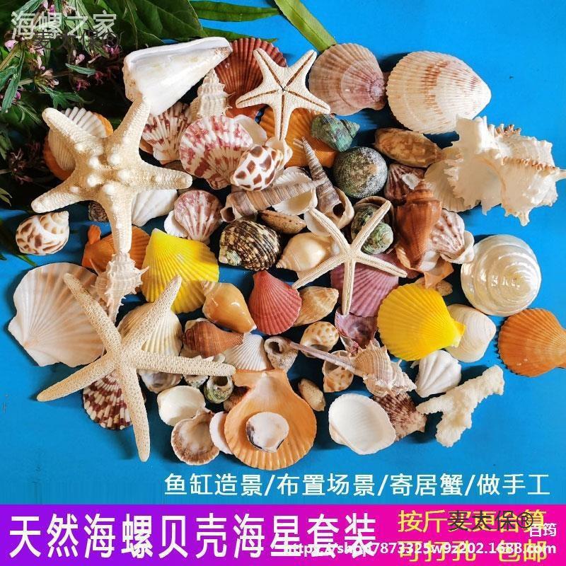 天然贝壳海螺海星鱼缸造景创意diy墙贴橱窗婚庆摆件海洋科垒德株