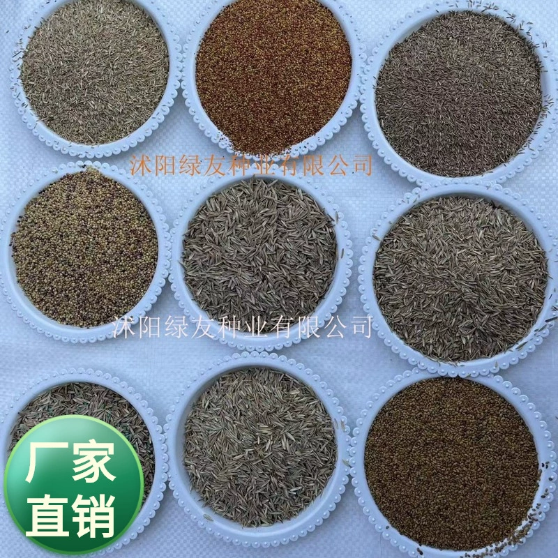 Оптовая продажа импортных семян травы семена газона синяя этикетка ржаной травы синяя этикетка с высокой овсянкой корень собаки мятлик и т. Д.