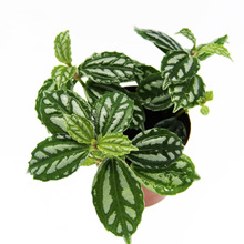 ΢���^ֲ�� �쾰ֲ�� ̦�\΢���^ ��ˮ�� �Gɫ���� ���l