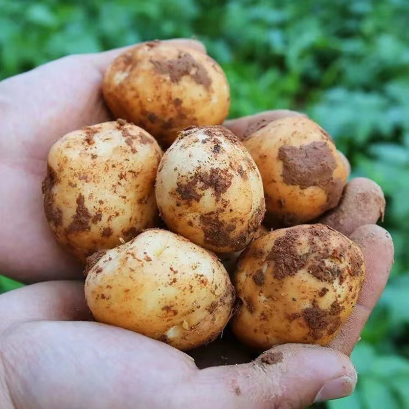 湖北现挖恩施富硒小土豆新鲜黄心土豆批农家自种洋芋马铃薯粉糯好