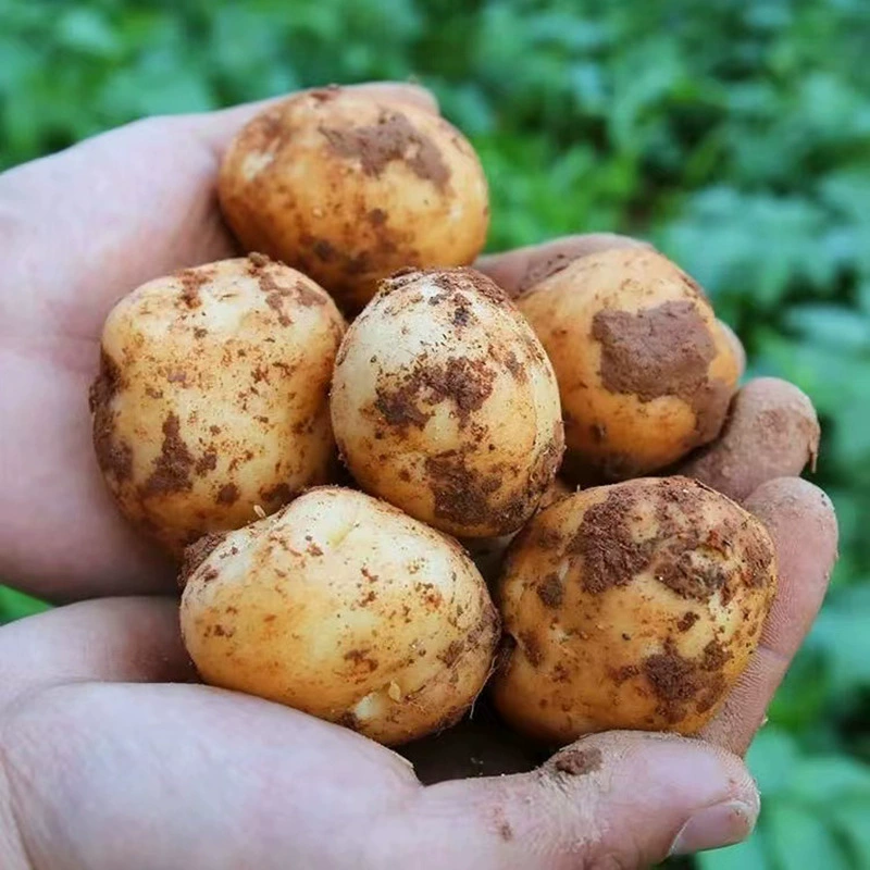 В настоящее время Хубэй копает мелкий картофель, обогащенный селеном Эньши, свежий картофель с желтым сердцем Batch Farm, самостоятельно Выращенный картофельный порошок, восковой хороший