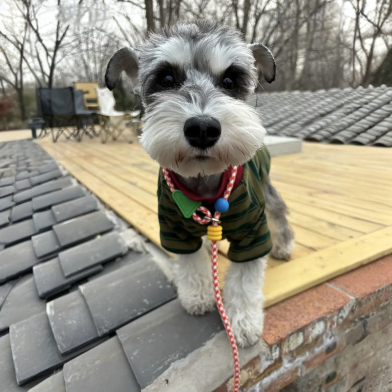 Primavera y verano ropa de perro delgada Teddy Malzies rayas camiseta de cuello redondo básico Schnauzer pequeño y medio perro