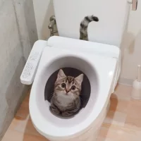 Новый ACC34092 мультфильм котенок ванная комната туалет водонепроницаемый унитаз унитаз наклейки самоклеящиеся наклейки