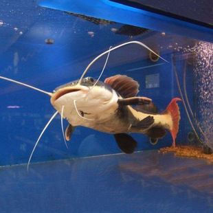 ��ؔ؈�~�tβ�T�~���z؈�~�����L�~���͟Ꭷ�^�p�~�lؔ؈����