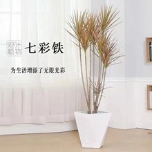 ǧ��ľ���Ի����Ϙ���Ѫ����ɫ�F�Rβ�F�҃ȴ��;Gֲ�߲��Fֲ���