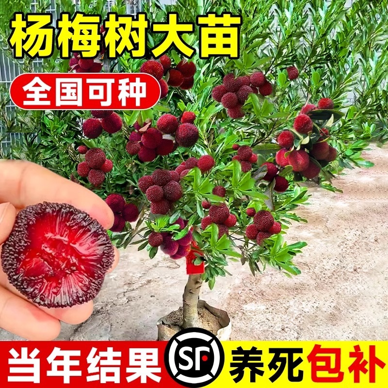 正宗嫁接东魁杨梅树树苗杨梅苗南北方种植地栽果树苗当年结果特大