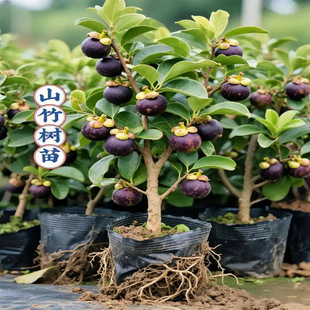 ̩���S��ɽ����籭���Ϸ������Nֲ�ļ�ɽ��������Ե��Ԯ���Y��