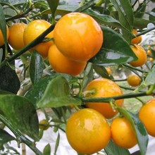 �����x���V����Ƥ��� ���l3��С������䮔���ڰ�С�۽����rˮ��