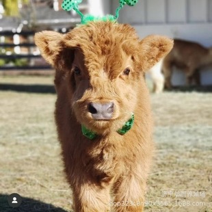 �����Ќ���ţ���H���w���� ���^��������Сë�H�r�� ���B������