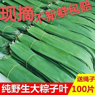 Wholesale of Zongzi Leaves, Fresh Zongzi Leaves for Household Use, Large Wide Leaves for Wrapping Zongzi