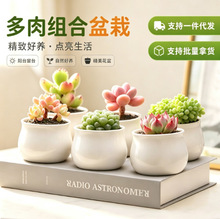 多肉植物小盆栽套装组合好养易活不死可爱室内肉肉植物带盆带土多