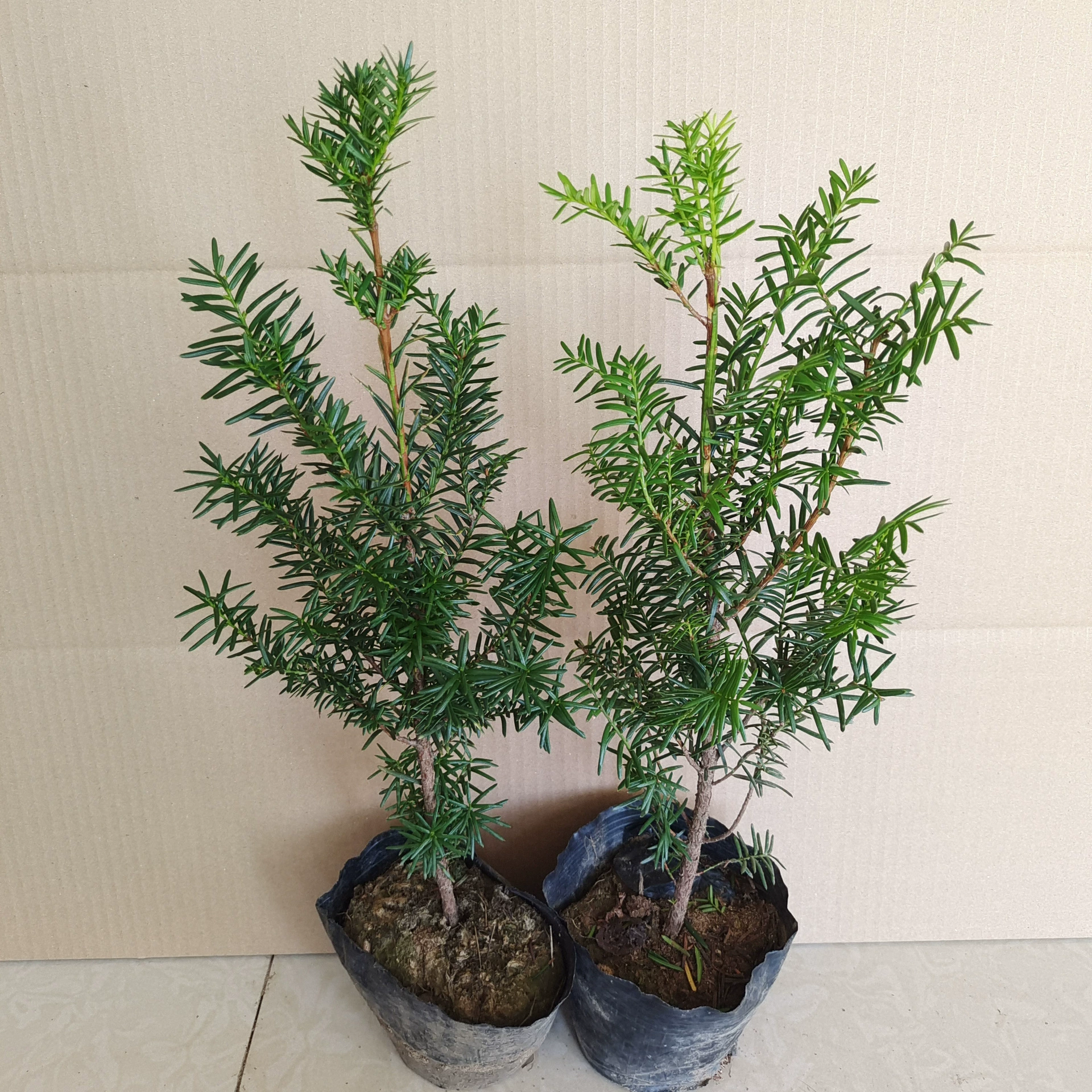 Аутентичные северо-восточные морозостойкие еловые саженцы, настоящие зеленые растения, уличные горшечные растения, бонсай, рассада дворовых растений.