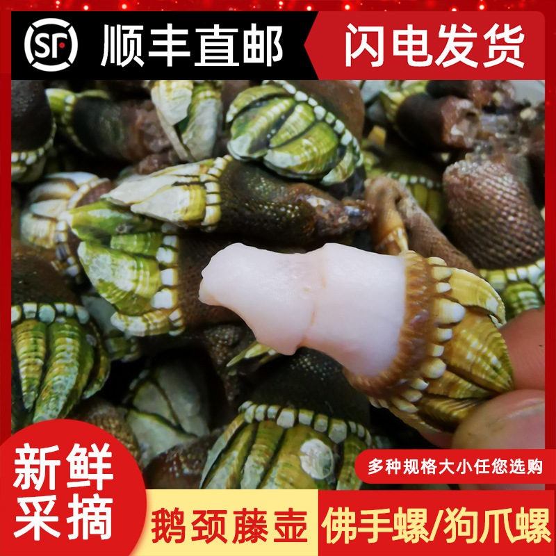 海鲜佛手螺鲜活大大非即食鹅颈藤壶狗爪螺海鸡脚螺龟足贝鸡爪螺