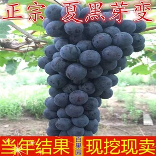 �ĺ�ѿ׃�����磨���ğo�ˣ����|ѿ׃�޽�������ɽ�|������һ����