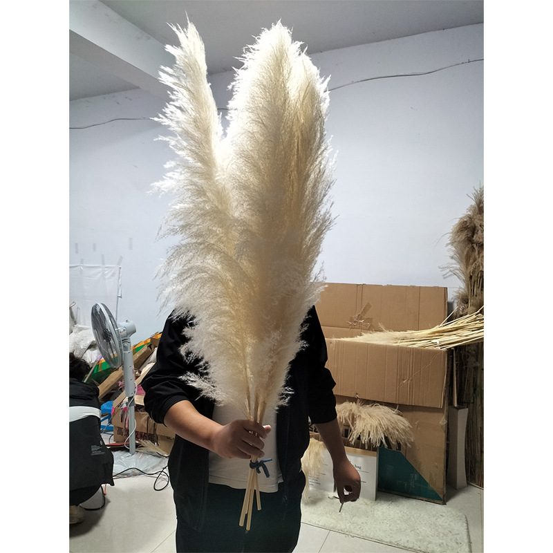 회백색 대형 리드 1.2m개, 약 60cm개