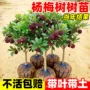 正宗嫁接东魁地栽杨梅树