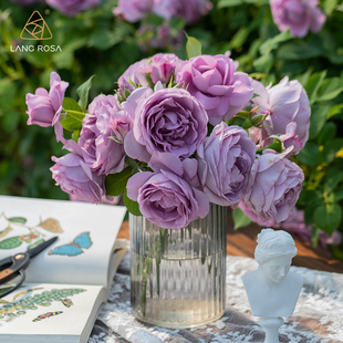 [Blue Storm] Sirius Rose Multi-Season Flowering Shrub Medium Fragrant Blue-Purple Rose