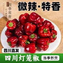 ���\��������500g�Ĵ���������΢���������üt�A��؛���\����