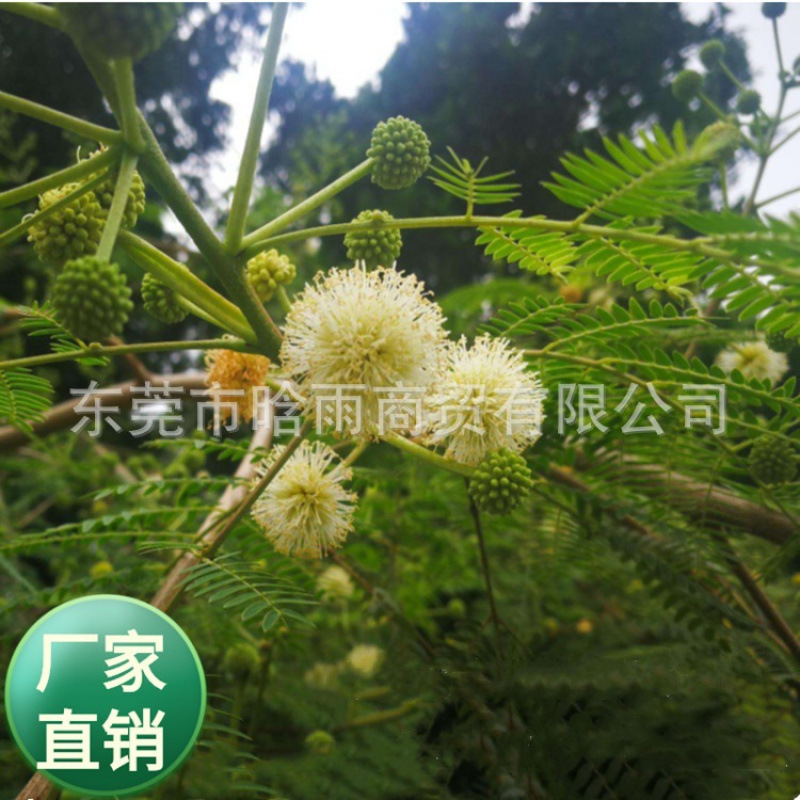 批发豆科植物 合欢树籽 银合欢种子 用于荒山造林 道路绿化等