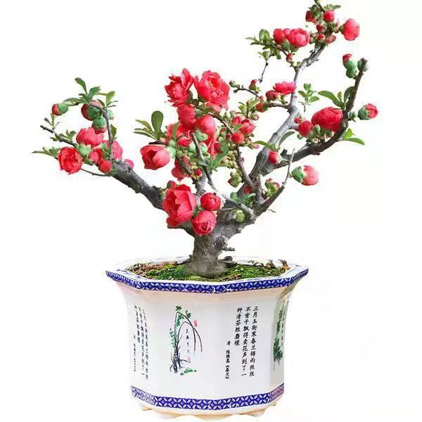 /O1CN01ZspDPl29WrfDJ4jWW_!!2219372428076-0-cib.jpg?x-oss-process=image/format,png