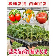 �������}Ů�������t���������������S�����߲������������̨ͥԺ