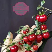 ���������f���޽Ә�,����ă���