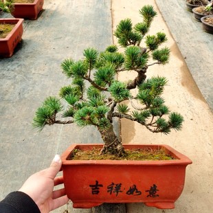 ������辰���ɘ䘶���ӭ�������ͺ����ļ������̨ͥԺֲ����B