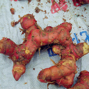 ���rɽ�� �Ͻ� ������ ��ꎹ� 500g/7Ԫ