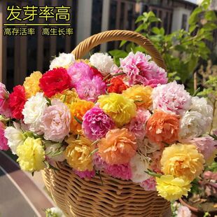 Double-Flowered Sunflower Seeds Are Easy to Survive and Bloom in All Seasons. Indoor and Outdoor Potted Flower Seedlings and Flower Seeds