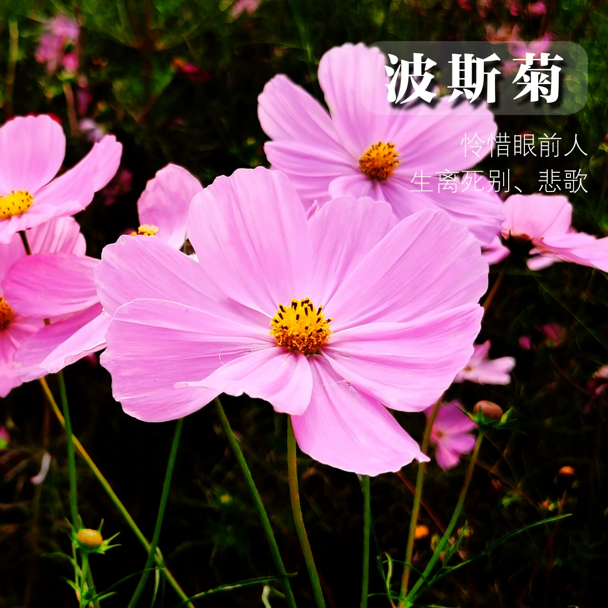 Оптовая продажа семян Космос Gesang цветок Озеленение легко выращивать горшечные цветы море для создания цветов и растений сочетание семян Космос