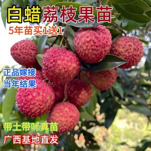 Ŵ���̱���֦���m�޽ӟo�˹�������ζ�ϱ����Nֲ����Ц���Ե���