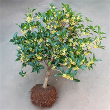 大量批发桂花树苗盆栽花卉植物浓香型嫁接金桂丹桂沉香桂四季种植