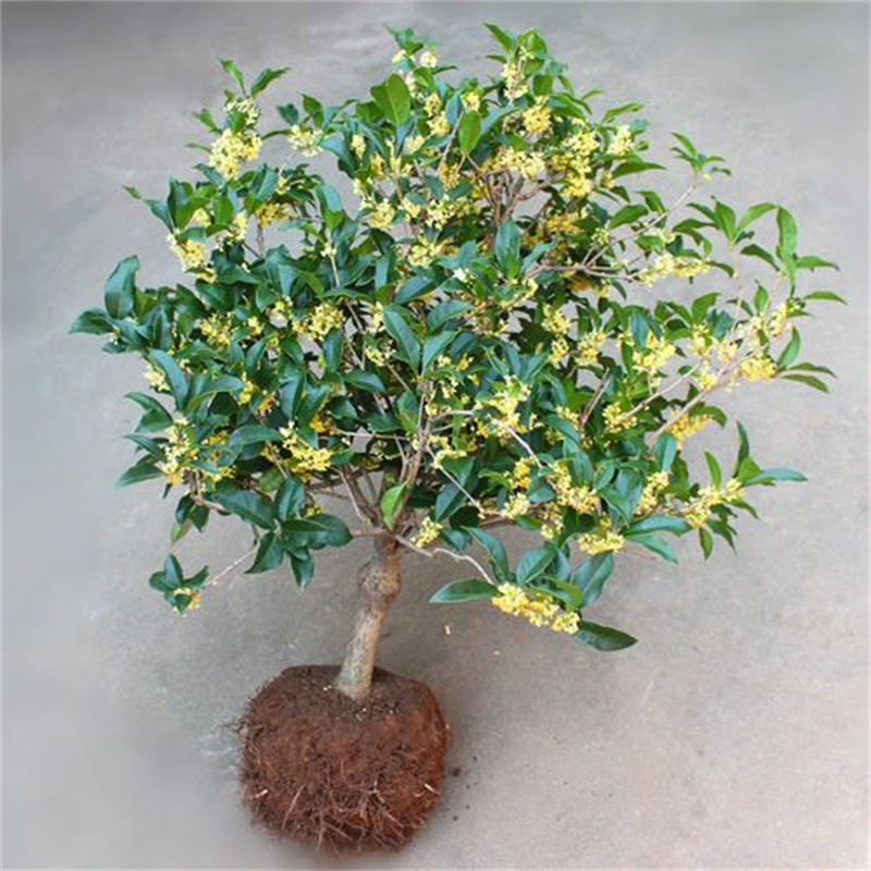 大量批发桂花树苗盆栽花卉植物浓香型嫁接金桂丹桂沉香桂四季种植
