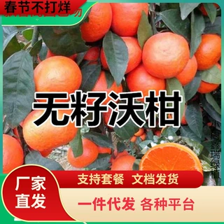 一件代发砂糖橘子树苗嫁接桔子苗盆栽地栽果树苗柑橘无核蜜橘树苗