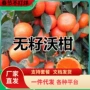 无核地栽盆栽嫁接果树苗