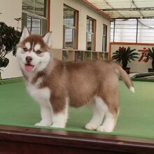 纯种哈士奇活体幼犬哈士奇三把火家养宠物犬哈士奇蓝眼睛二哈活物