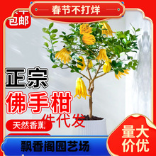 一件代发佛手树盆栽带果金华佛手柑树苗可食用室内外阳台庭院四季