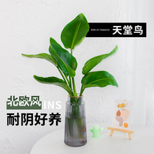 水培天堂鸟植物大绿植盆栽水养鹤望兰办公室内客厅桌面四季开花卉