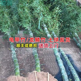 tKC龟甲竹盆景龟背竹竹苗庭院工程苗龙鳞竹乌龟竹盆栽绿化苗高挡-阿里巴巴